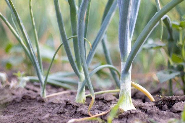 View of a field with ripening green onions Onion field Onion ripe plants growing in the field