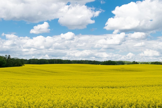 View of a field of yellow rapeseed against a blue sky with white clouds