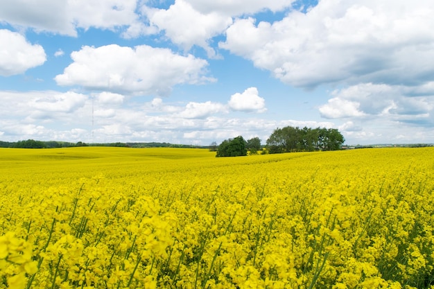 View of a field of yellow rapeseed against a blue sky with white clouds