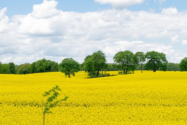 View of a field of yellow rapeseed against a blue sky with white clouds