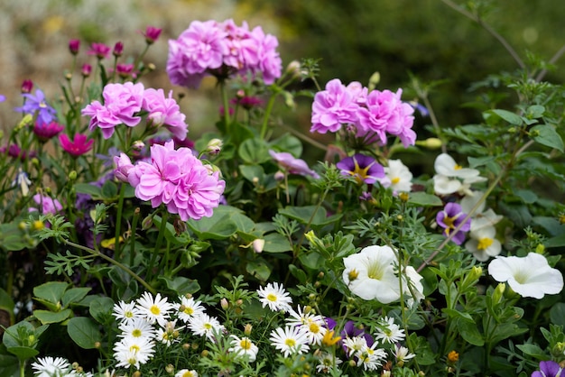 View of a flower display in Quarry Park, Shrewsbury, Shropshire, England