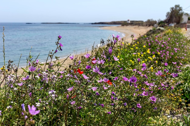 View of a flowering meadow Skyros Northern Sporades Greece against the background of the sea