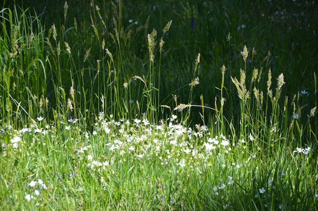 View of flowering plants on land