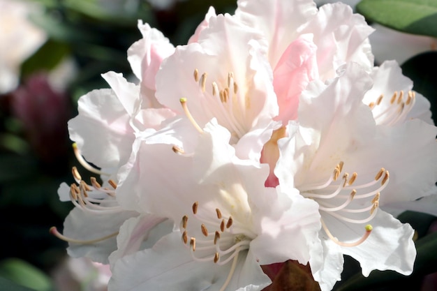 View of a flowering rhododendron branch in the park in the spring