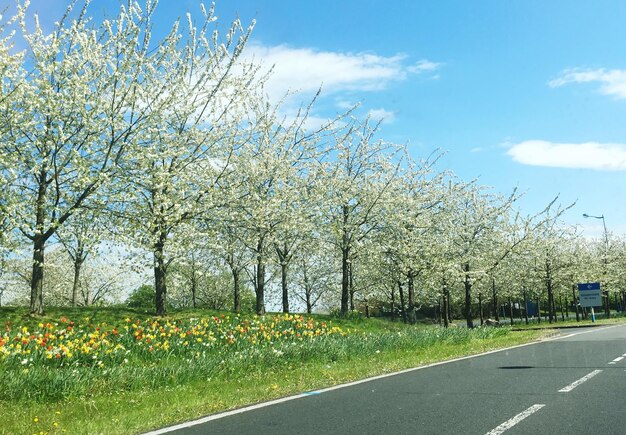 Photo view of flowers growing on road