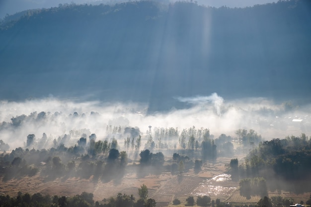 View of fog covered forest and city