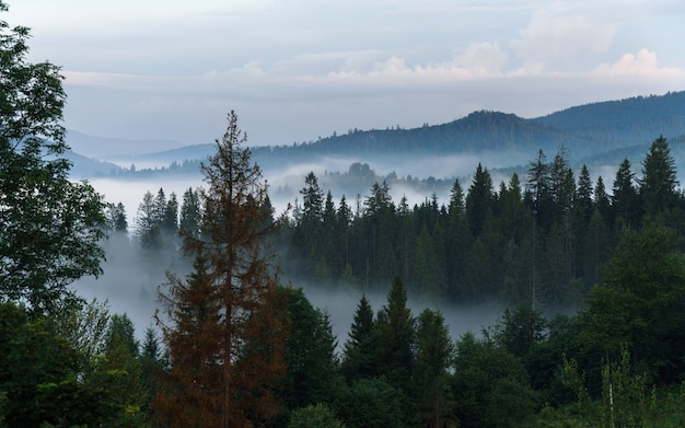 View of foggy pine forest on carpathian mountains early morning