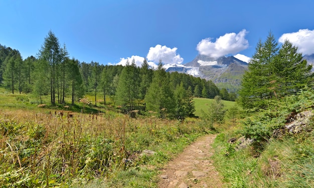 View on a footpath crossing an alpine french national park