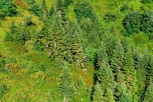 View of the forest from the cable car in the mountains in summer