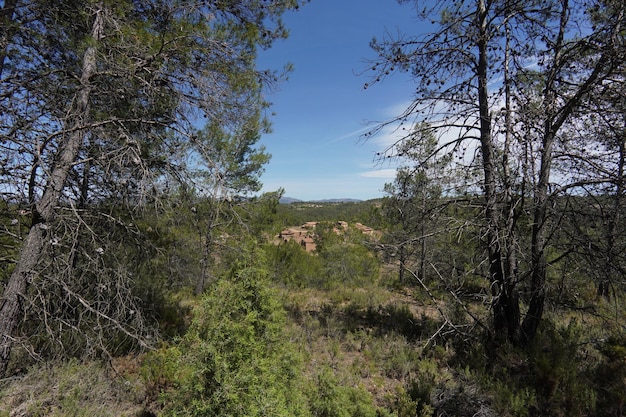 A view of the forest from the top of the hill