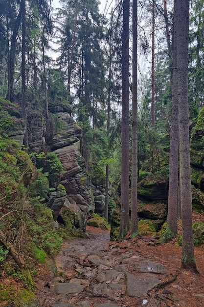 View of the forest trail scene Mystical forest