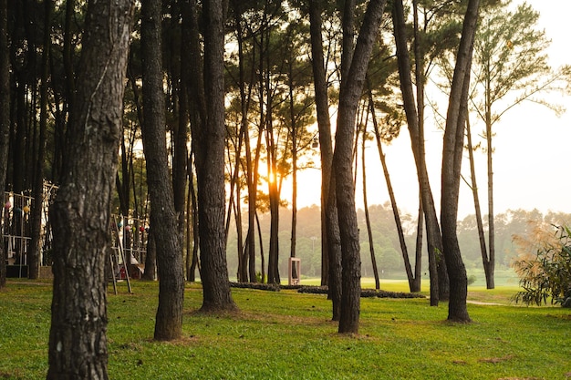 A view of a forest with a golf course in the background