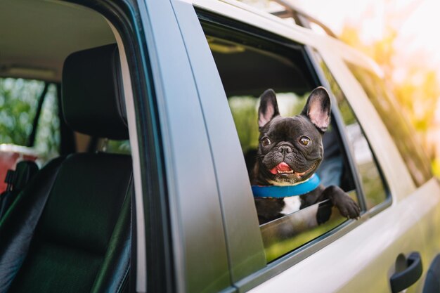 Photo view of a french bulldog dog looking through car window at sunset