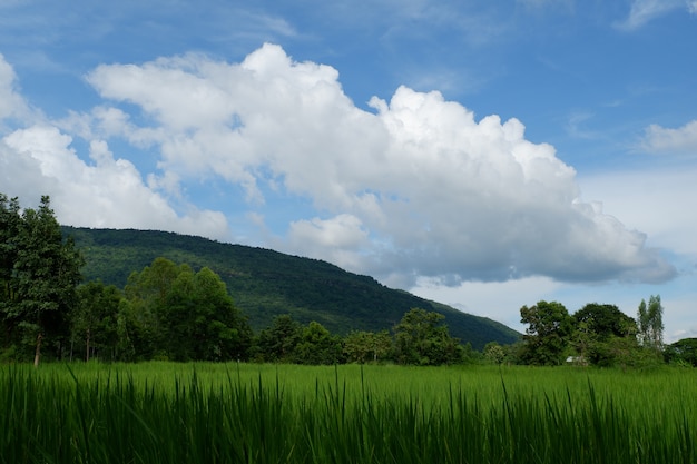 View of the fresh green rice field, blue sky and white cloud.