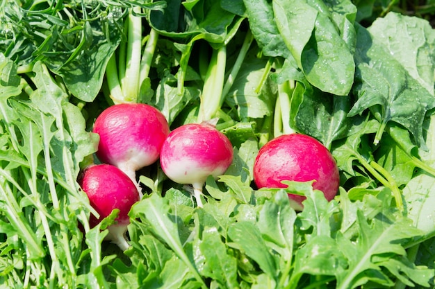 View of fresh radishes, arugula, spinach and dill. Food concept, plants.