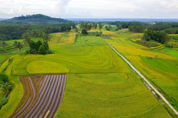 View from the air of a beautiful and beautiful rice field in