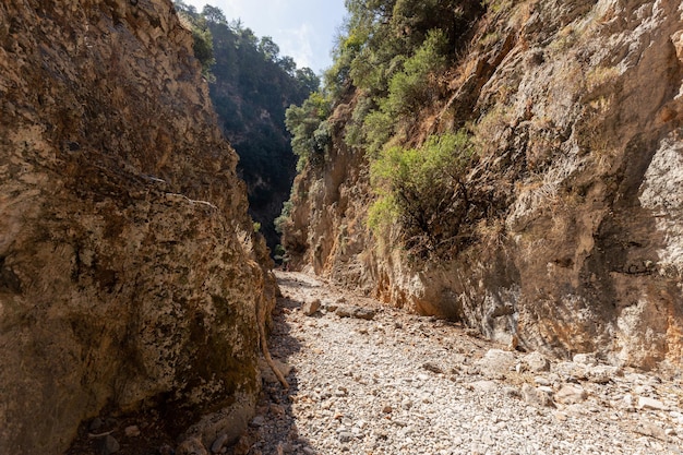 View from bottom of narrow deep mountain gorge with sheer stone walls and rare bushes, Aradena Gorge