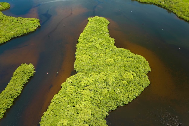 View from above of Florida everglades with green vegetation between ocean water inlets Natural habitat of many tropical species in wetlands