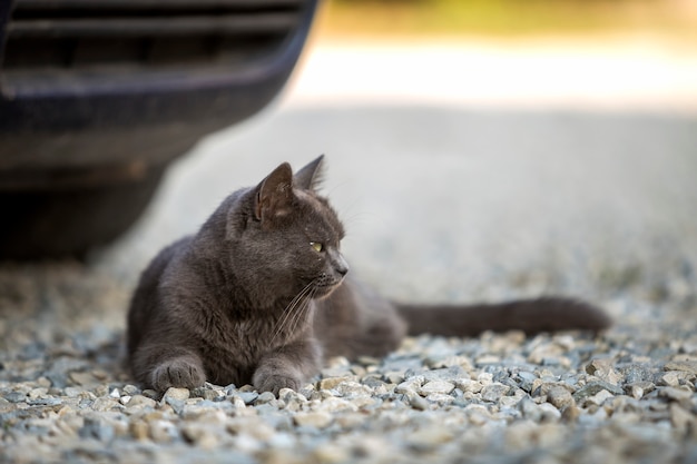 View from above of gray grown adult big short-haired sleepy lazy cat with green eyes laying outdoors on small pebbles resting on blurred sunny copy space background.