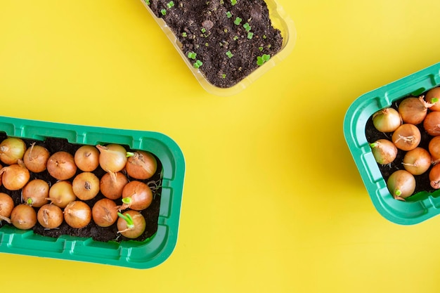 View from above growing onions and arugula for greens at home Flat lay Yellow background horizontal arrangement