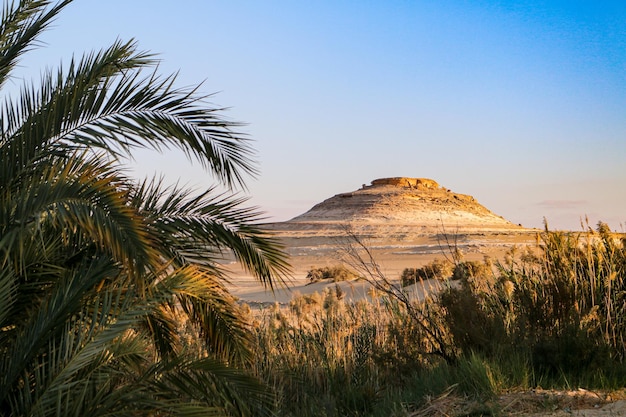 Photo view from inside the oasis to the desert outside