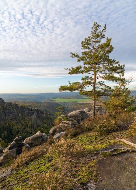 View from the Lilienstein Pines of saxon switzerland Blue sky mountain landscape