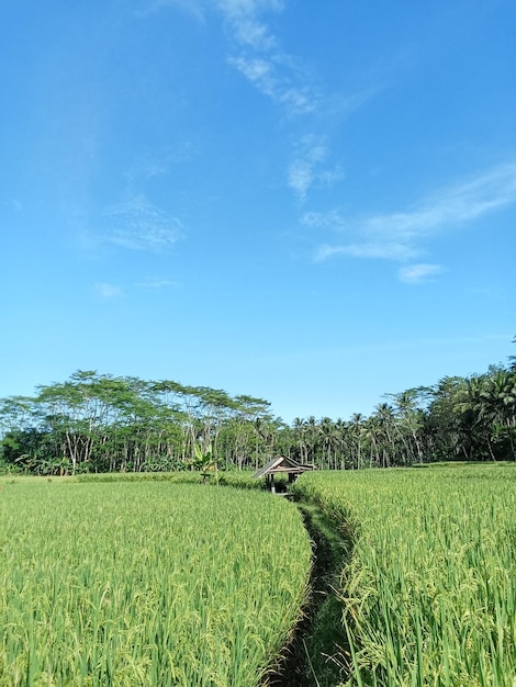 The view from the middle of the yellow rice fields