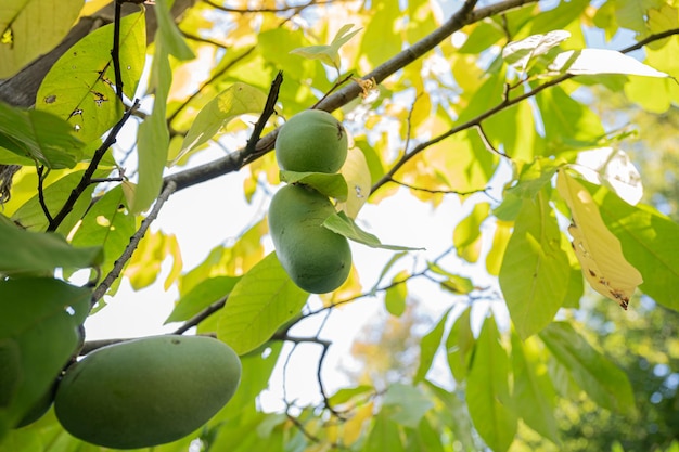 View from below of a ripening paw paw fruit growing on a tree