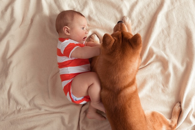 View from above of Shiba inu huge dog coming and lying next to the happy smiling little baby boy. Baby looks and touches his puppy pet with the hands at home. Top view