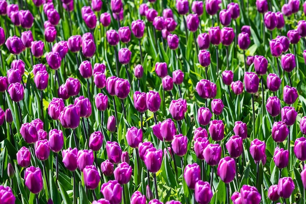 View from above of spring blooming pink tulip field