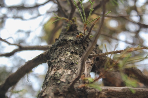 View from below of spruce dry tree selective focus