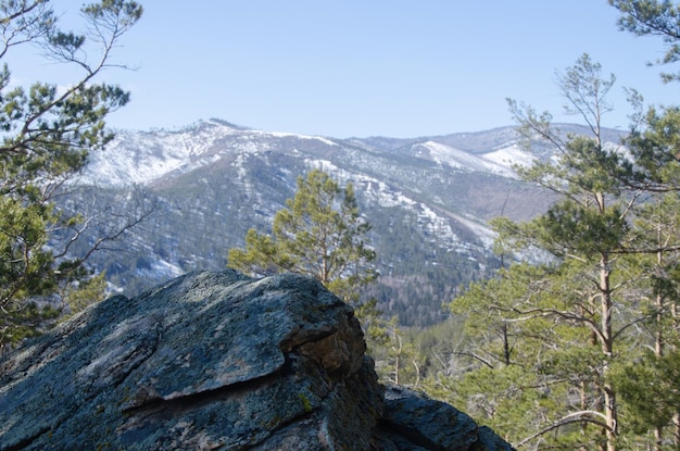 View from the top of the snowcovered mountains Around the coniferous forest pines