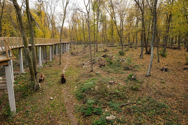 View from above of two brown bears in forest at autumn