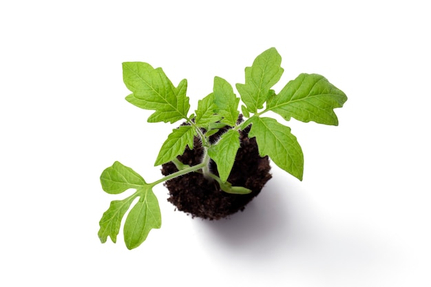 View from above of young tomato seedlings