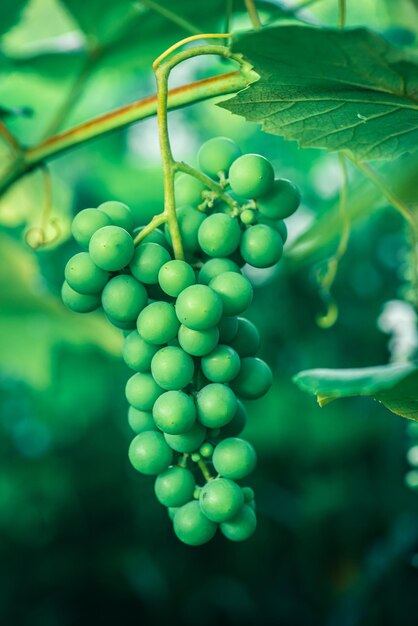 View of grapes growing on a branch of the tree on a blurry background