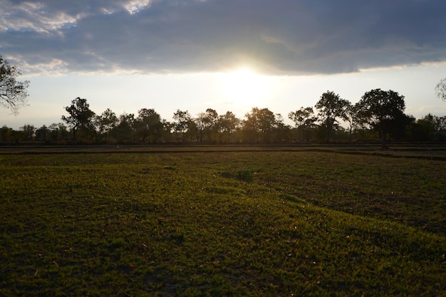 View of the grass in the morning