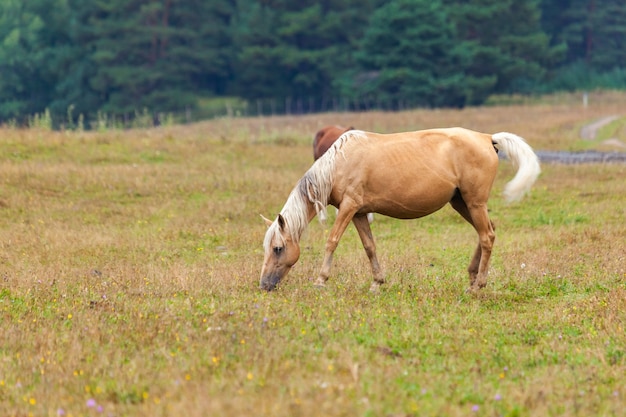 View of a grazing horses in the green mountains, Tusheti, Georgia. Travel