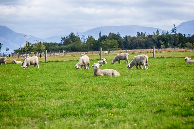 View of grazing sheep on a meadow, South Island New Zealand