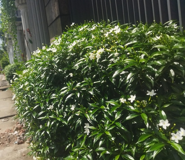 View of green bushes and houses in natural environment