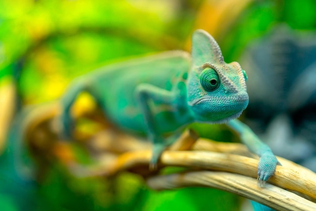 View of a green chameleon Funny pet selective focus