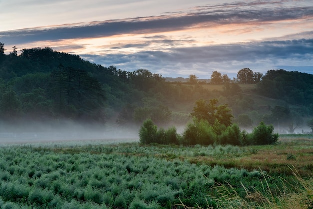 View of the green fields at dawn on a foggy day in a rural areaxDxA