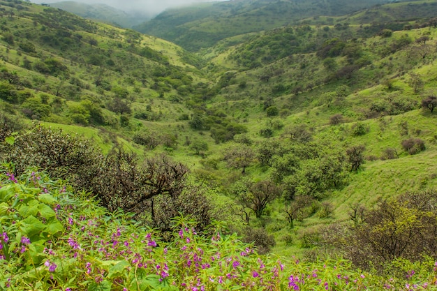 View at green fields in Salalah, Oman during monsoon season