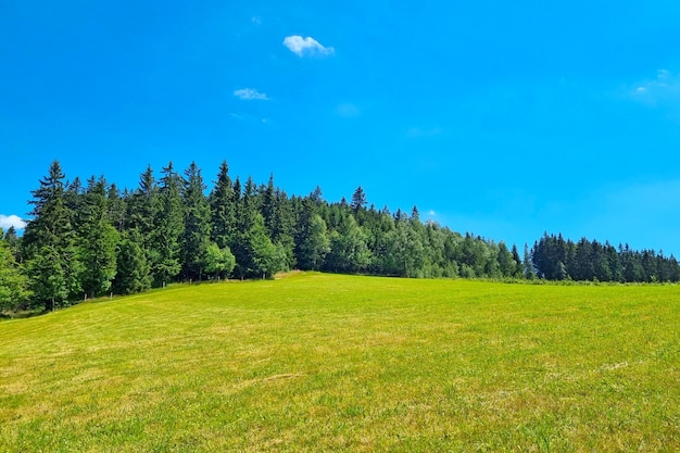 View of the green meadow and forest in the highlands on a sunny summer day