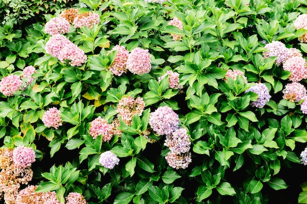 View of a green natural texture background.