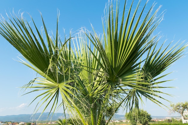 View of a green palm tree against the blue sky