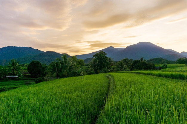 View of green rice fields in the morning in western Indonesia