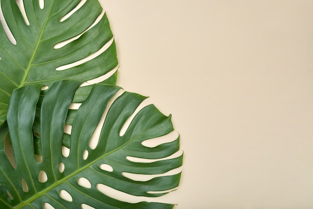 Above view of green tropical leaves on pastel background, nature concept