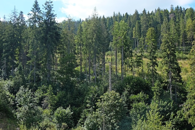 View of green wood mountain forest