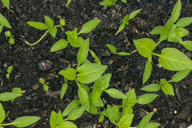 View of the ground with sweet pepper sprouts sprouting