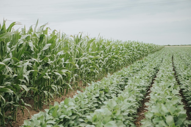 View of growing potato plants and corns in a field